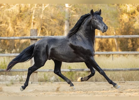 PRE, Semental, 4 años, 160 cm, Negro