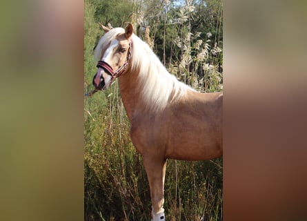 PRE Mestizo, Semental, 4 años, 160 cm, Palomino