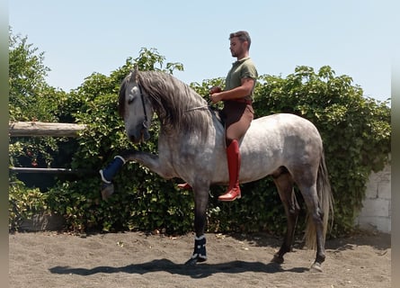 PRE, Semental, 4 años, 160 cm, Tordo