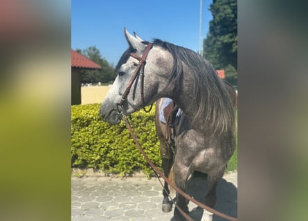 PRE Mestizo, Semental, 4 años, 160 cm, Tordo rodado