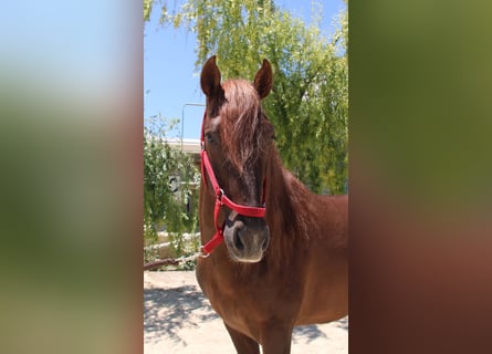 PRE Mestizo, Semental, 4 años, 161 cm, Alazán