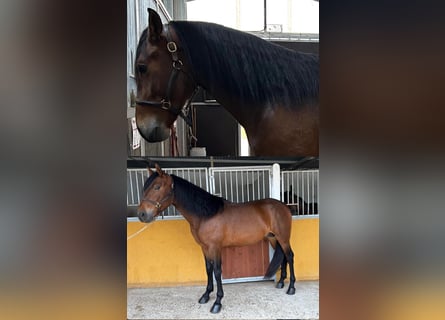 PRE, Semental, 4 años, 161 cm