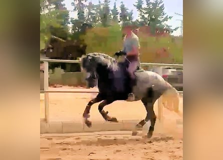 PRE, Semental, 4 años, 161 cm, Tordo