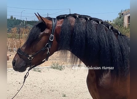 PRE Mestizo, Semental, 4 años, 162 cm, Castaño