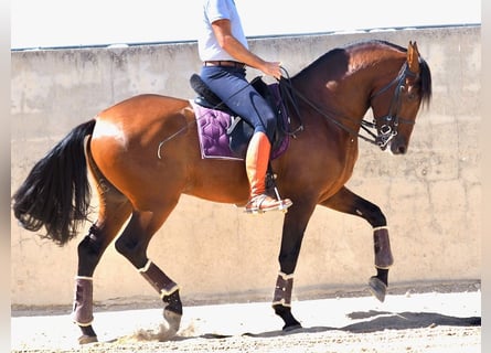 PRE Mestizo, Semental, 4 años, 162 cm, Castaño rojizo