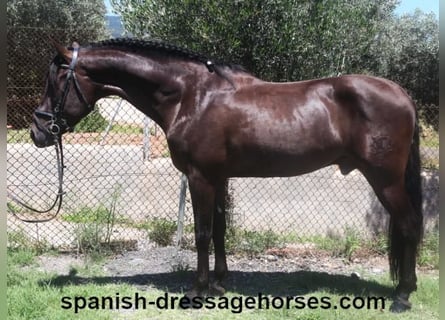 PRE Mestizo, Semental, 4 años, 162 cm, Negro