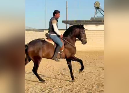 PRE, Semental, 4 años, 162 cm, Tordo