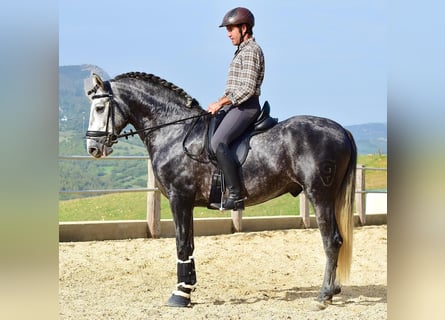 PRE, Semental, 4 años, 162 cm, Tordo