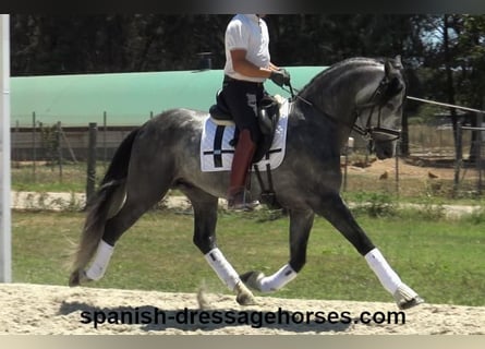 PRE Mestizo, Semental, 4 años, 162 cm, Tordo