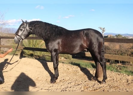 PRE, Semental, 4 años, 162 cm, Tordo