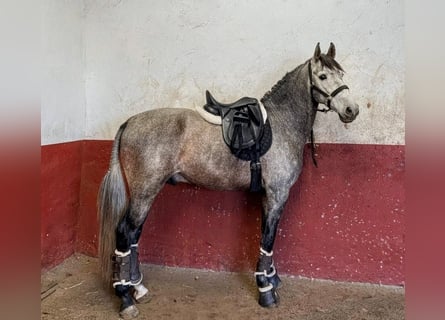 PRE, Semental, 4 años, 162 cm, Tordo rodado