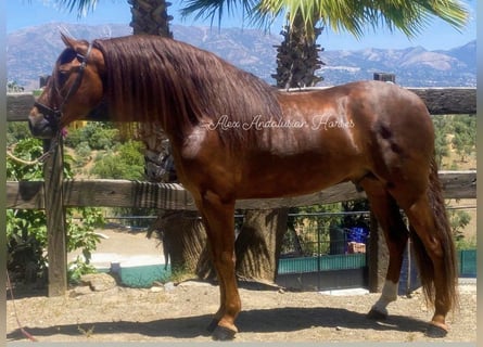 PRE Mestizo, Semental, 4 años, 163 cm, Alazán