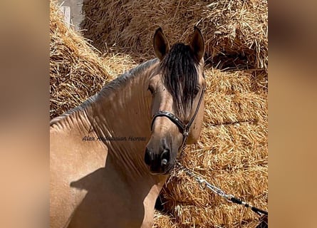 PRE Mestizo, Semental, 4 años, 163 cm, Buckskin/Bayo