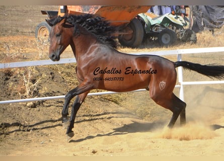 PRE, Semental, 4 años, 163 cm, Castaño