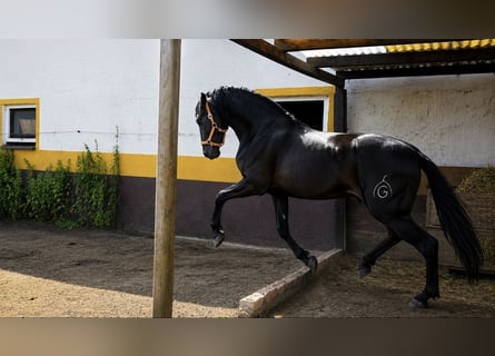 PRE, Semental, 4 años, 163 cm, Morcillo