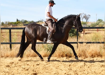 PRE, Semental, 4 años, 163 cm, Negro