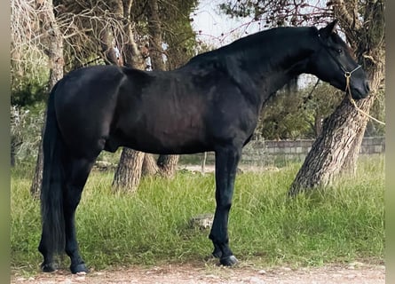 PRE Mestizo, Semental, 4 años, 163 cm, Negro