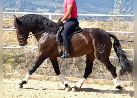 PRE Mestizo, Semental, 4 años, 164 cm, Castaño