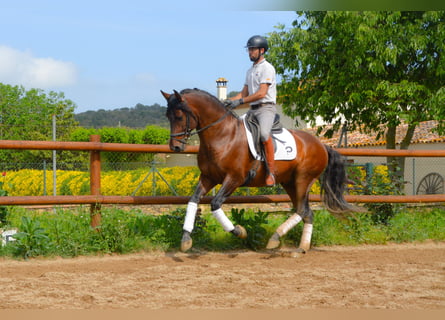 PRE Mestizo, Semental, 4 años, 164 cm, Castaño
