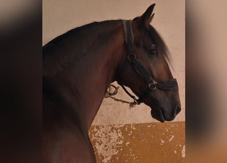 PRE Mestizo, Semental, 4 años, 164 cm, Castaño oscuro