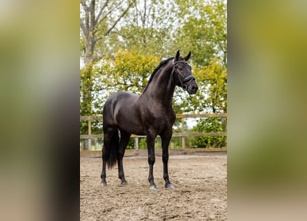 PRE Mestizo, Semental, 4 años, 164 cm, Negro