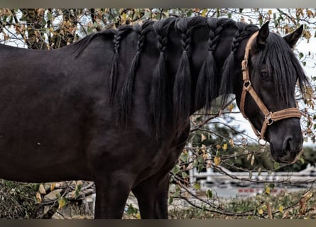 PRE Mestizo, Semental, 4 años, 164 cm, Negro