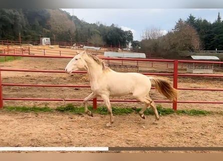 PRE, Semental, 4 años, 164 cm, Perlino