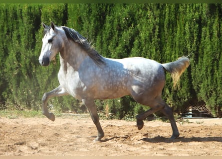 PRE, Semental, 4 años, 164 cm, Tordo rodado