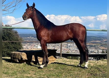 PRE, Semental, 4 años, 165 cm, Castaño