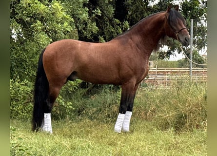 PRE Mestizo, Semental, 4 años, 165 cm, Castaño