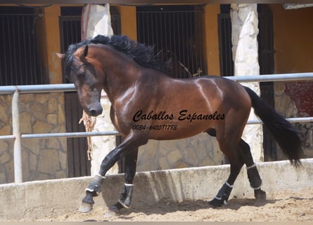 PRE Mestizo, Semental, 4 años, 165 cm, Castaño