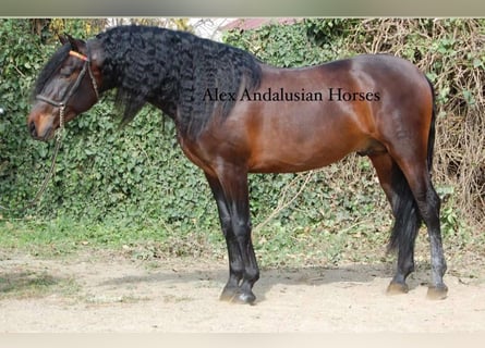 PRE Mestizo, Semental, 4 años, 165 cm, Castaño oscuro