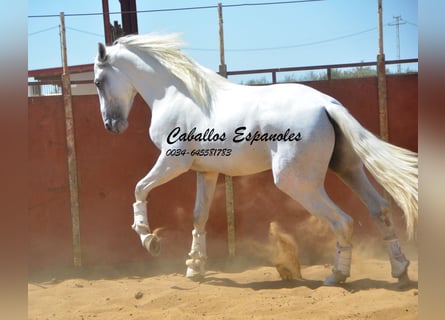 PRE, Semental, 4 años, 165 cm, Tordo