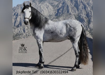PRE Mestizo, Semental, 4 años, 165 cm, Tordo