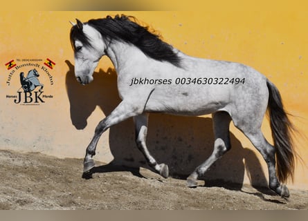PRE, Semental, 4 años, 165 cm, Tordo