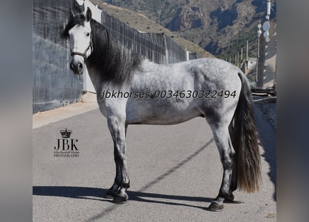 PRE, Semental, 4 años, 165 cm, Tordo