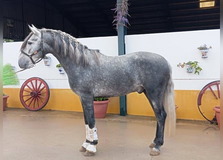 PRE, Semental, 4 años, 165 cm, Tordo