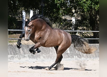 PRE Mestizo, Semental, 4 años, 165 cm, Tordo ruano