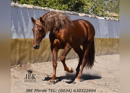 PRE Mestizo, Semental, 4 años, 166 cm, Alazán