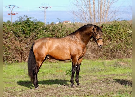 PRE Mestizo, Semental, 4 años, 166 cm, Bayo