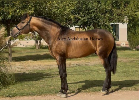 PRE Mestizo, Semental, 4 años, 166 cm, Buckskin/Bayo