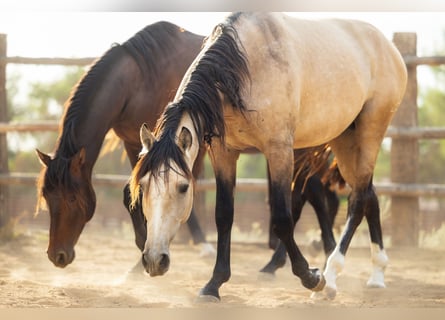 PRE, Semental, 4 años, 166 cm, Buckskin/Bayo