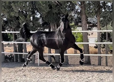 PRE Mestizo, Semental, 4 años, 166 cm, Negro