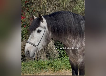 PRE Mestizo, Semental, 4 años, 166 cm, Tordo rodado