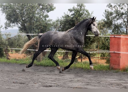 PRE Mestizo, Semental, 4 años, 166 cm, Tordo rodado