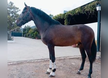 PRE Mestizo, Semental, 4 años, 167 cm, Castaño rojizo