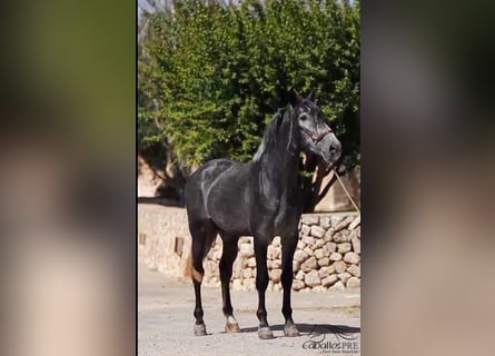 PRE, Semental, 4 años, 167 cm, Tordo