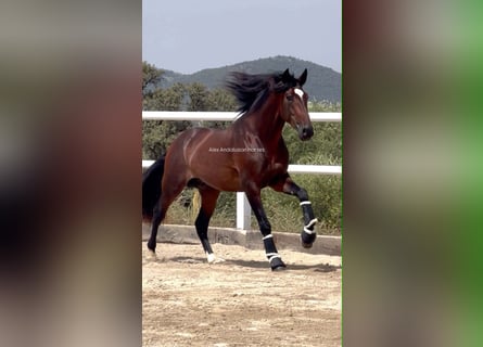 PRE Mestizo, Semental, 4 años, 168 cm, Castaño