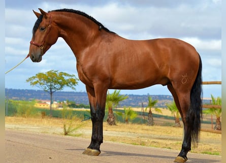 PRE Mestizo, Semental, 4 años, 168 cm, Castaño