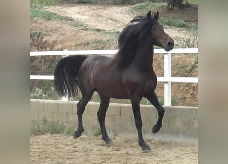 PRE Mestizo, Semental, 4 años, 168 cm, Castaño